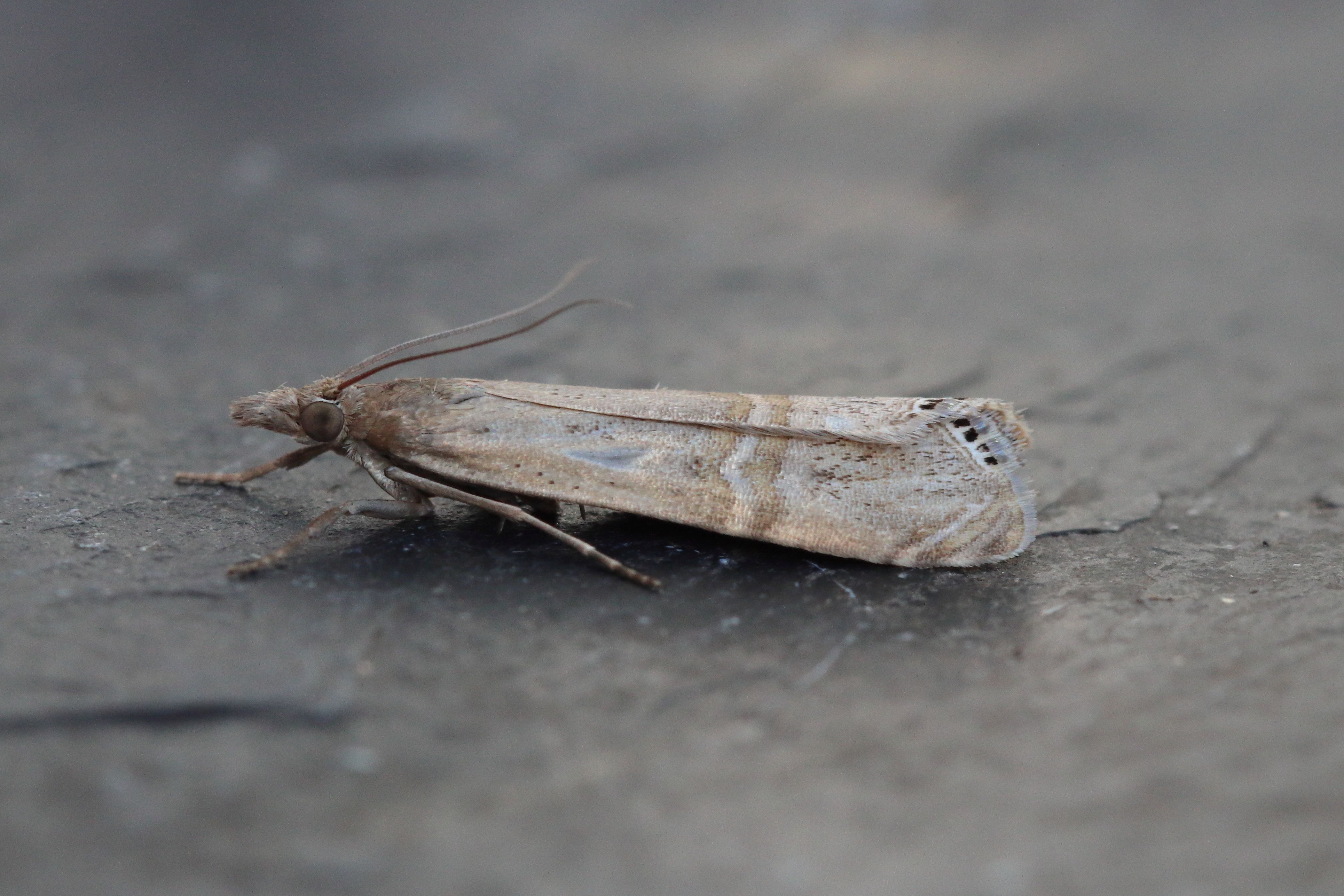 Photo of Eyed Veneer (Euchromius ocellea)